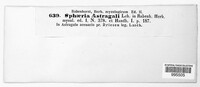 Stigmatula astragali image